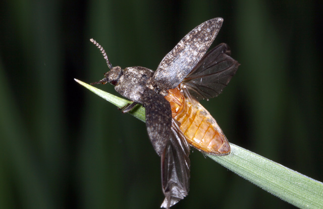 Agrypnus murinus - Copyright Denis Bourgeois